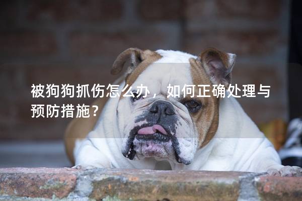 被狗狗抓傷怎么辦，如何正確處理與預防措施？