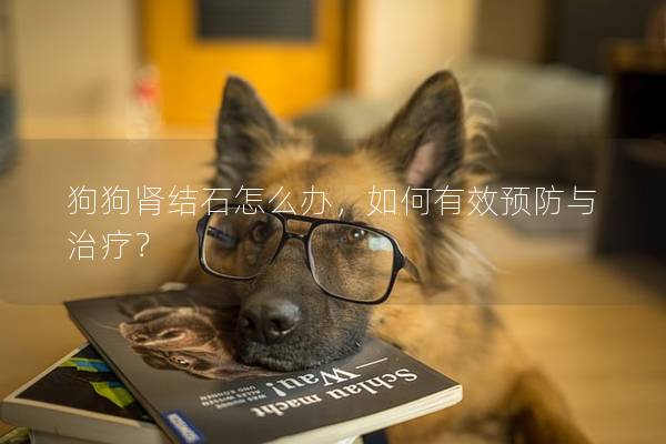 狗狗腎結石怎么辦，如何有效預防與治療？