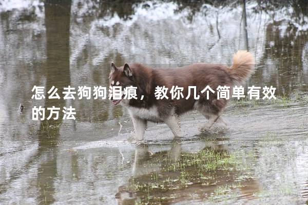 怎么去狗狗淚痕,教你幾個簡單有效的方法 怎么去狗狗淚痕,教你幾個簡單有效的方法