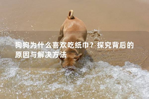 狗狗為什么喜歡吃紙巾？探究背后的原因與解決方法