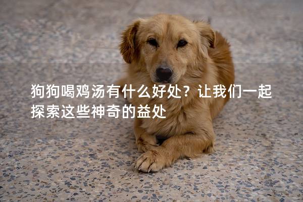 狗狗喝雞湯有什么好處？讓我們一起探索這些神奇的益處