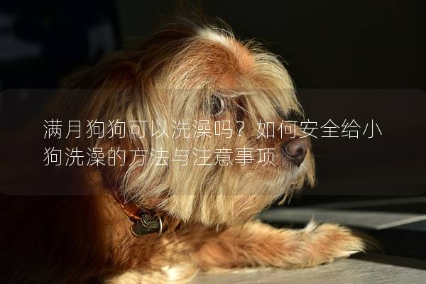 滿月狗狗可以洗澡嗎？如何安全給小狗洗澡的方法與注意事項