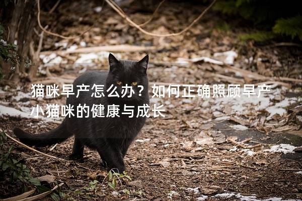 貓咪早產怎么辦？如何正確照顧早產小貓咪的健康與成長