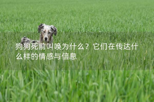 狗狗死前叫喚為什么？它們在傳達什么樣的情感與信息