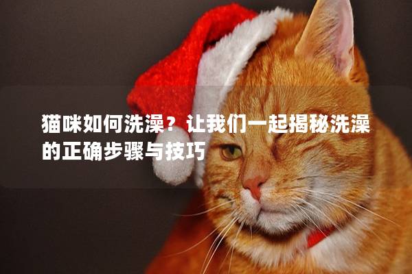 貓咪如何洗澡？讓我們一起揭秘洗澡的正確步驟與技巧