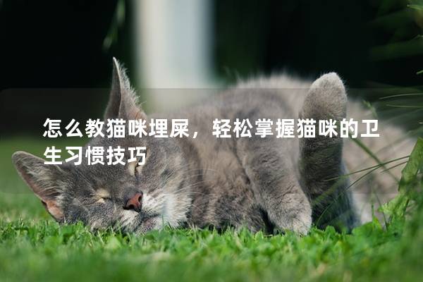 怎么教貓咪埋屎，輕松掌握貓咪的衛生習慣技巧