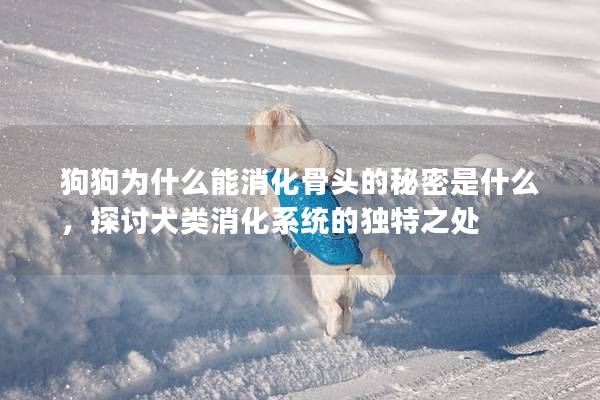 狗狗為什么能消化骨頭的秘密是什么，探討犬類消化系統(tǒng)的獨特之處