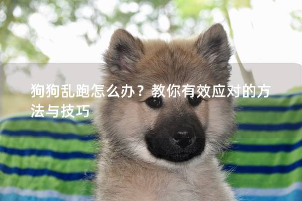 狗狗亂跑怎么辦?教你有效應對的方法與技巧 狗狗亂跑怎么辦?教你有效應對的方法與技巧