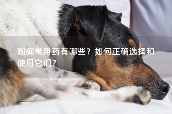狗狗常用藥有哪些？如何正確選擇和使用它們？
