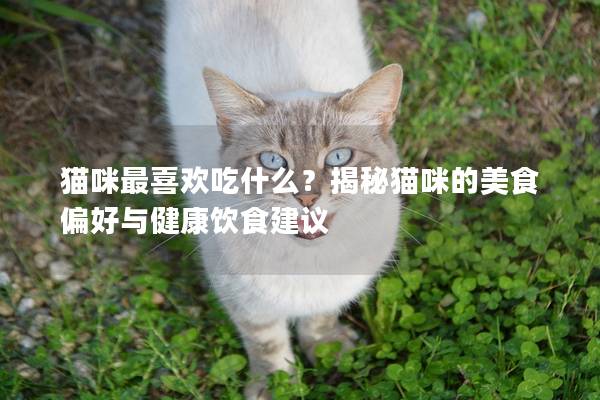 貓咪最喜歡吃什么？揭秘貓咪的美食偏好與健康飲食建議
