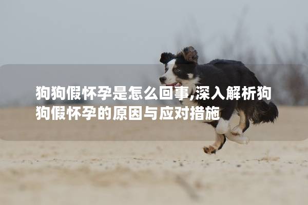 狗狗假懷孕是怎么回事,深入解析狗狗假懷孕的原因與應(yīng)對措施