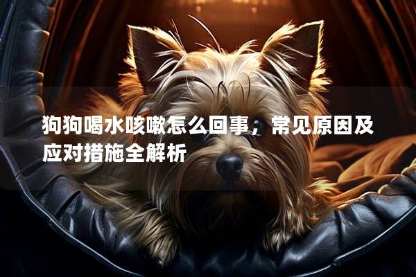 狗狗喝水咳嗽怎么回事，常見原因及應(yīng)對措施全解析