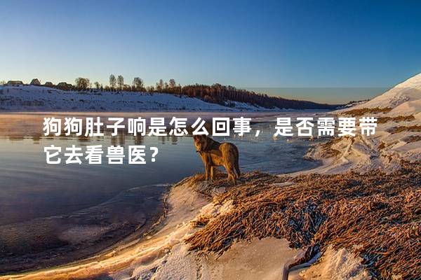 狗狗肚子響是怎么回事，是否需要帶它去看獸醫(yī)？