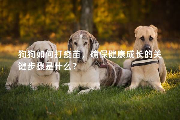 狗狗如何打疫苗，確保健康成長的關鍵步驟是什么？