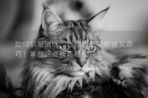 如何馴服貓咪，讓你的愛貓聽話又乖巧？掌握這些技巧輕松搞定