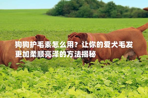 狗狗護毛素怎么用？讓你的愛犬毛發更加柔順亮澤的方法揭秘