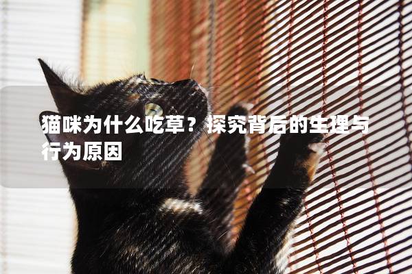 貓咪為什么吃草？探究背后的生理與行為原因