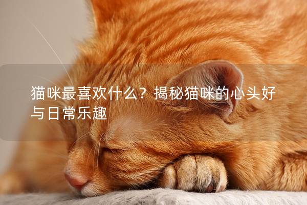 貓咪最喜歡什么？揭秘貓咪的心頭好與日常樂趣