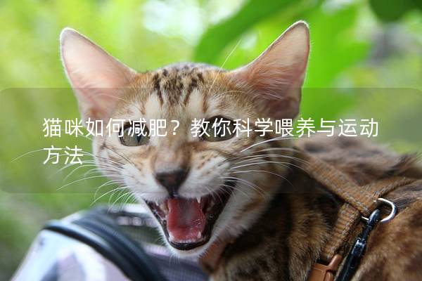 貓咪如何減肥？教你科學喂養(yǎng)與運動方法