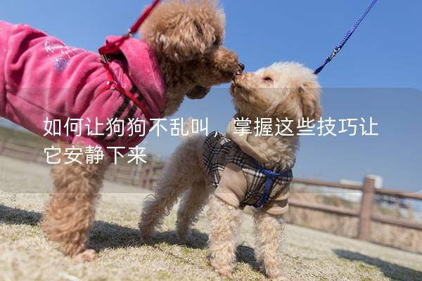 如何讓狗狗不亂叫，掌握這些技巧讓它安靜下來