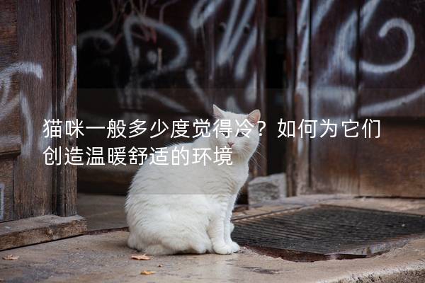 貓咪一般多少度覺得冷？如何為它們創造溫暖舒適的環境