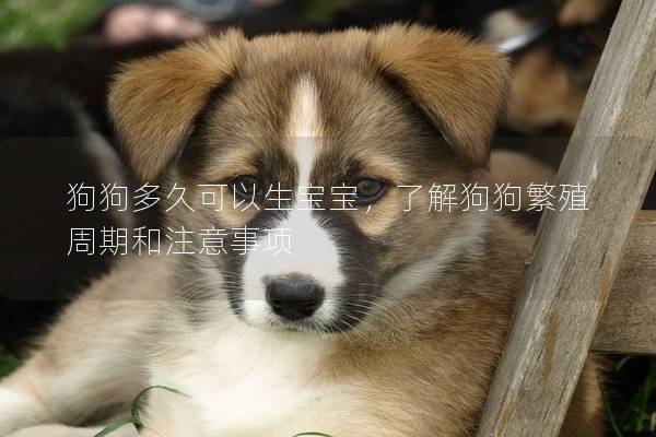 狗狗多久可以生寶寶，了解狗狗繁殖周期和注意事項