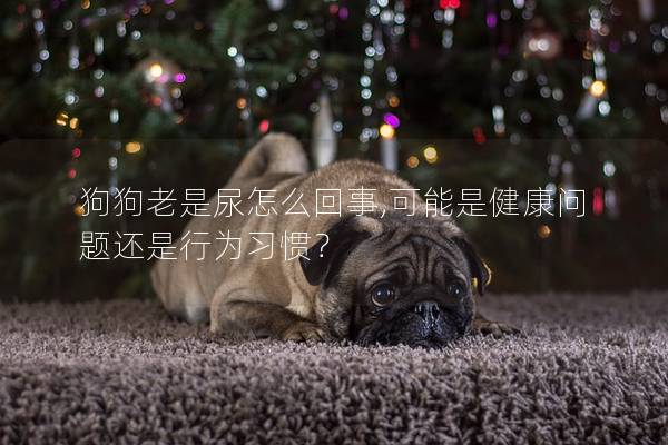 狗狗老是尿怎么回事,可能是健康問題還是行為習慣？