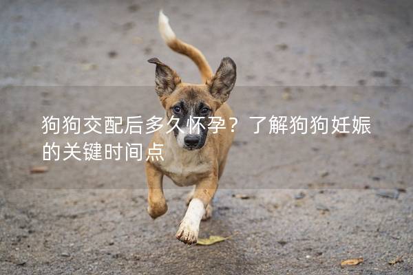 狗狗交配后多久懷孕？了解狗狗妊娠的關(guān)鍵時間點