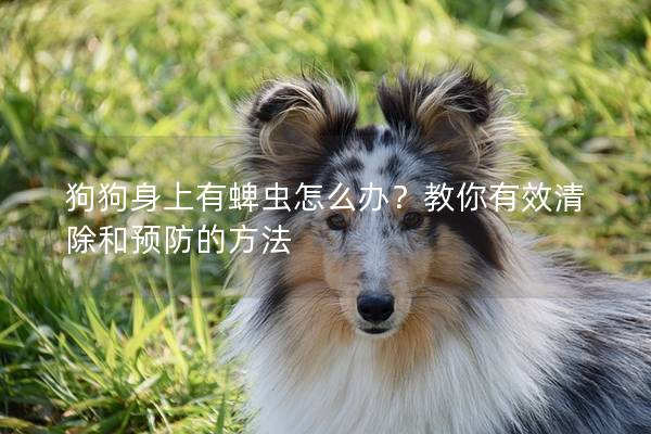 狗狗身上有蜱蟲(chóng)怎么辦？教你有效清除和預(yù)防的方法