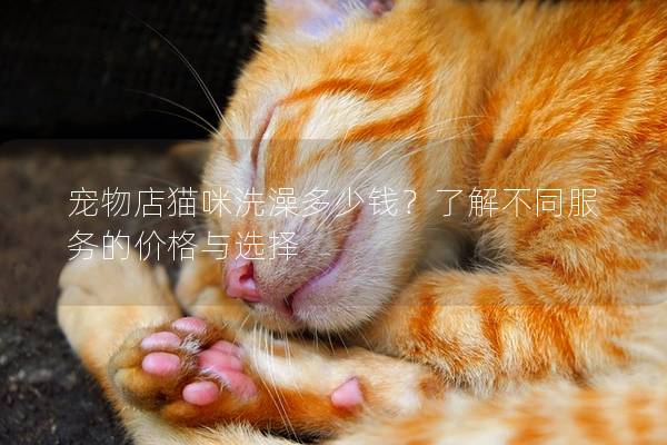 寵物店貓咪洗澡多少錢？了解不同服務的價格與選擇