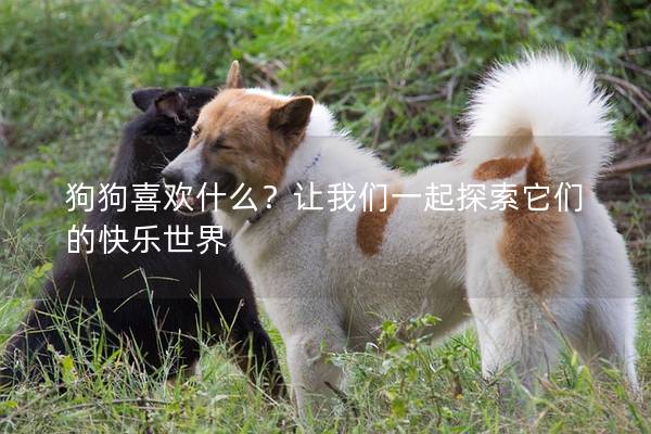 狗狗喜歡什么？讓我們一起探索它們的快樂世界