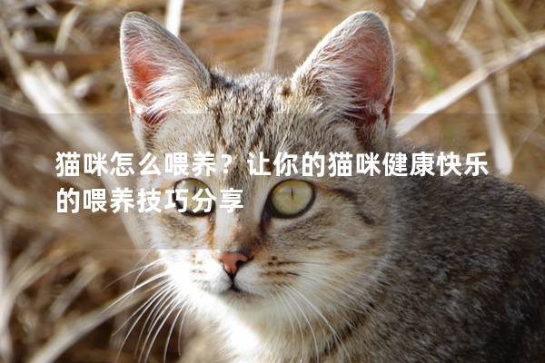 貓咪怎么喂養？讓你的貓咪健康快樂的喂養技巧分享