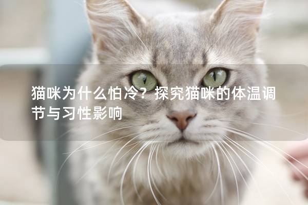 貓咪為什么怕冷？探究貓咪的體溫調節(jié)與習性影響