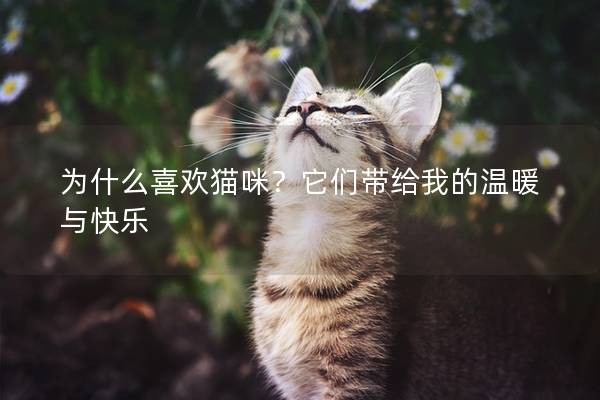 為什么喜歡貓咪？它們帶給我的溫暖與快樂(lè)