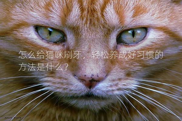 怎么給貓咪刷牙，輕松養成好習慣的方法是什么？