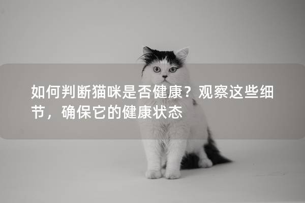 如何判斷貓咪是否健康？觀察這些細節，確保它的健康狀態