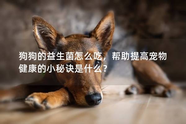 狗狗的益生菌怎么吃，幫助提高寵物健康的小秘訣是什么？