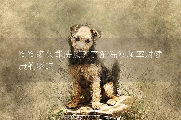 狗狗多久能洗澡？了解洗澡頻率對(duì)健康的影響