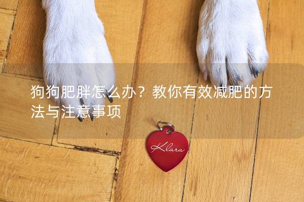 狗狗肥胖怎么辦？教你有效減肥的方法與注意事項