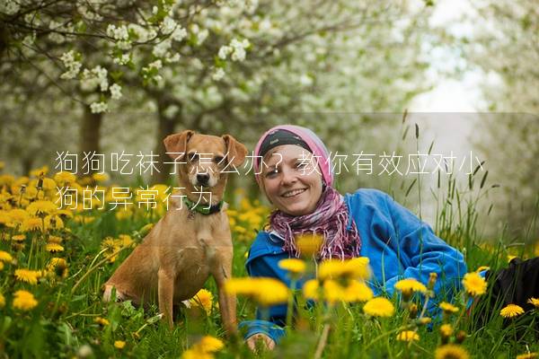 狗狗吃襪子怎么辦？教你有效應(yīng)對(duì)小狗的異常行為