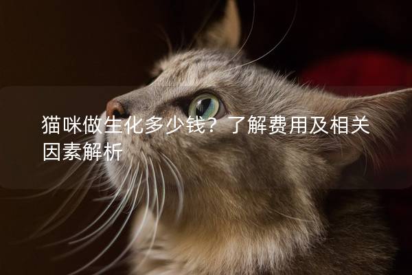 貓咪做生化多少錢？了解費用及相關因素解析