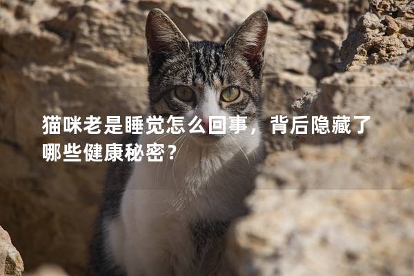 貓咪老是睡覺怎么回事，背后隱藏了哪些健康秘密？