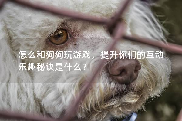 怎么和狗狗玩游戲，提升你們的互動樂趣秘訣是什么？