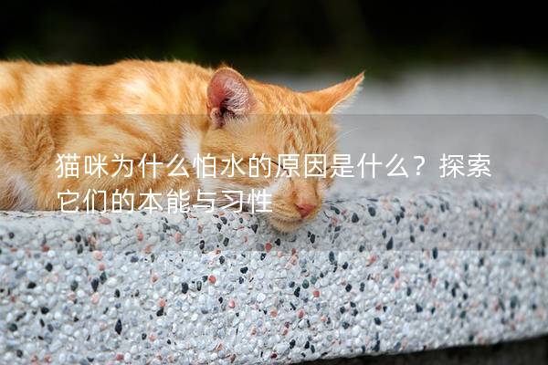 貓咪為什么怕水的原因是什么？探索它們的本能與習性