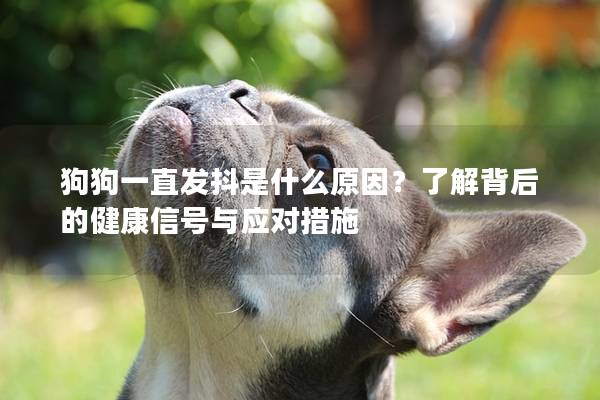 狗狗一直發抖是什么原因?了解背后的健康信號與應對措施 狗狗一直發抖是什么原因?了解背后的健康信號與應對措施