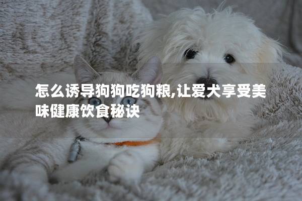 怎么誘導狗狗吃狗糧,讓愛犬享受美味健康飲食秘訣