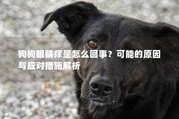 狗狗眼睛癢是怎么回事？可能的原因與應(yīng)對(duì)措施解析