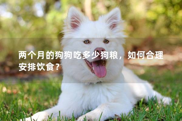 兩個月的狗狗吃多少狗糧，如何合理安排飲食？