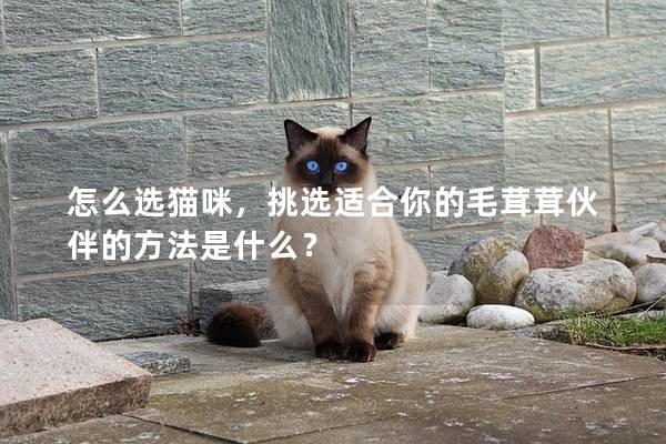 怎么選貓咪，挑選適合你的毛茸茸伙伴的方法是什么？