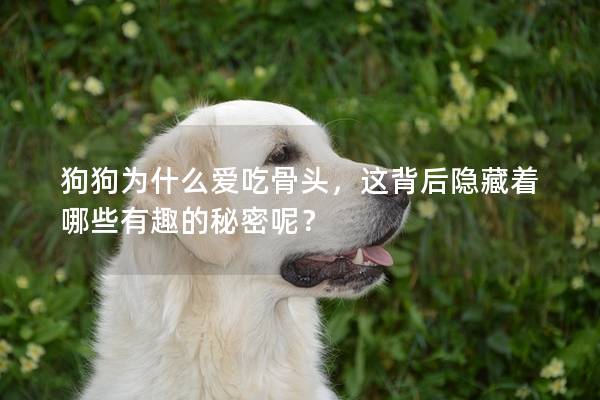 狗狗為什么愛吃骨頭，這背后隱藏著哪些有趣的秘密呢？